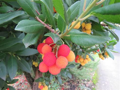 Arbutus unedo - Xera Plants