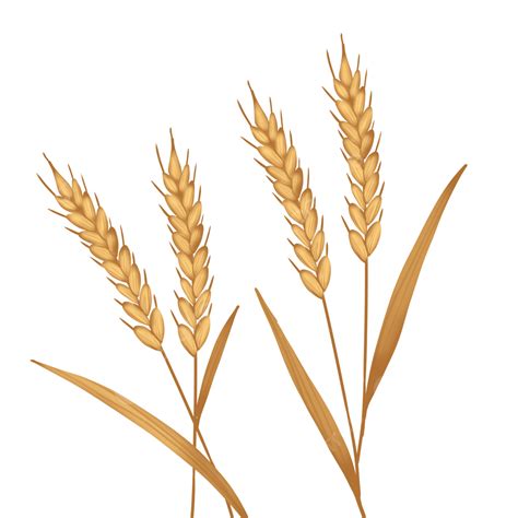 Golden Wheat Ears Golden Wheat Ear Wheat Png Transparent Clipart