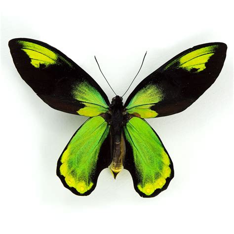 Ornithoptera Victoriae Regis M A1 Png Butterfly Planet