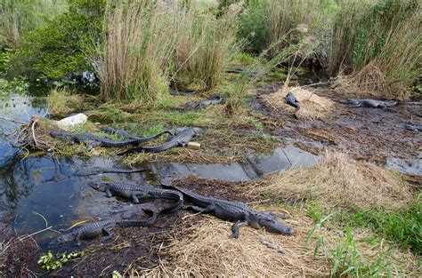 Download free photo of Alligators,gators,gator,florida,swamp - from ...