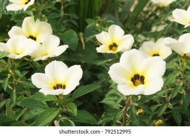 Turnera Ulmifolia Species Flowering Plant Eight Stock Photo 1582095607