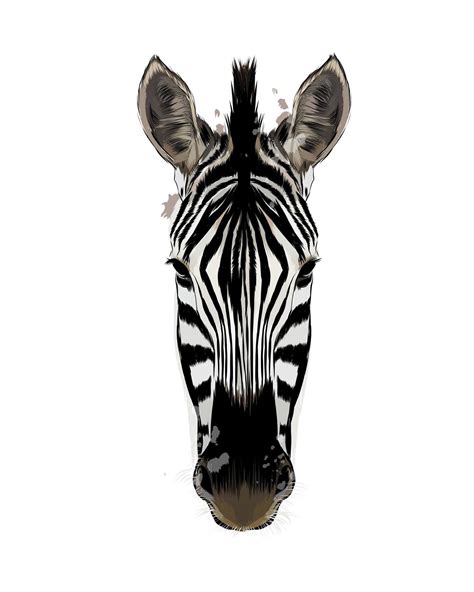 Zebra Head Portrait From A Splash Of Watercolor Colored Drawing