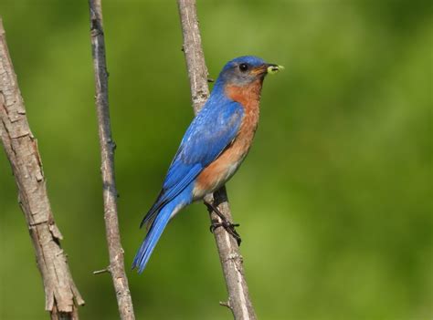 Tennessee Naturalist Program