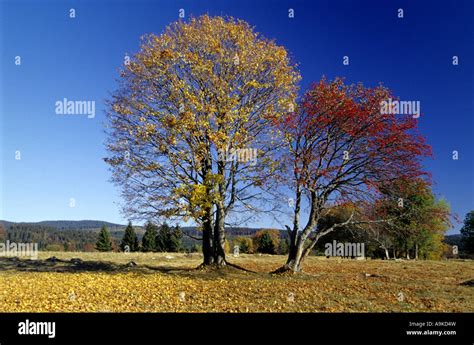 Sicomoro Arce Europeo Fresno De Monta A Acer Pseudoplatanus Sorbus