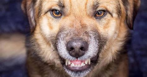 Perché il cane morde tutto quello che c è da sapere