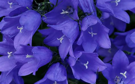цветы колокольчики цветы Картинки Заставки earth flower wallpaper ...
