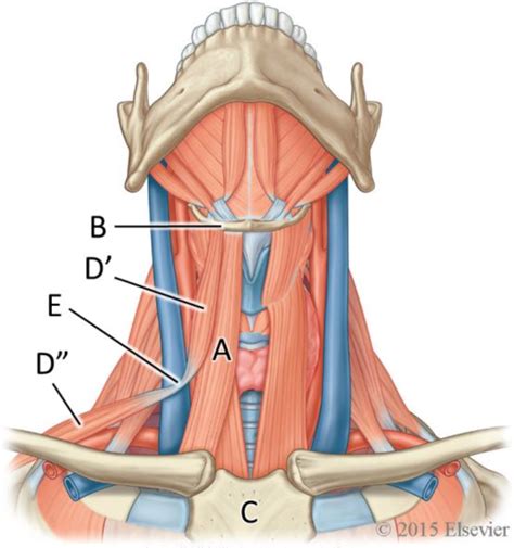 5 Infrahyoid Muscles Diagram Quizlet