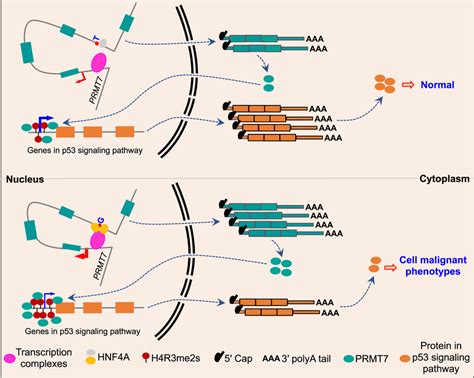 Model For The Functional Mechanism Of The HCC Risk Associated Enhancer