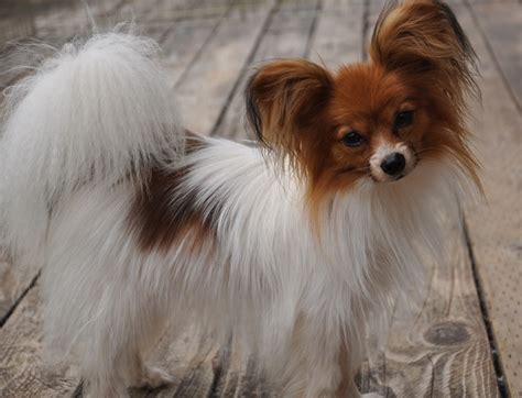 Roads End Papillons 14 Months Old Papillon Phalene Brother Sister