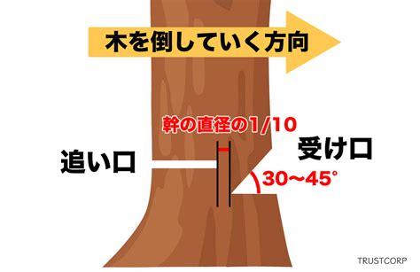 松の木の伐採方法と費用処分時期切る縁起とお祓い TRUSTCORP