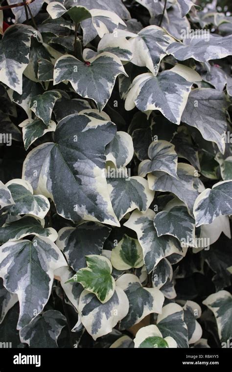 Variegated Algerain Ivy Hedera Algeriensis Gloire De Marengo Classy