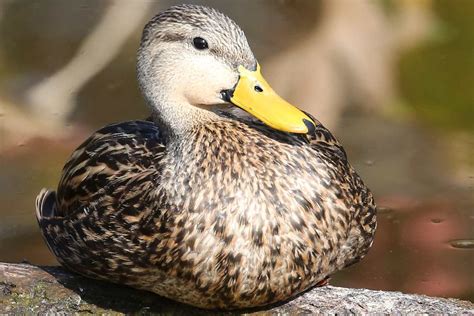 25 Best Birds To See In Texas