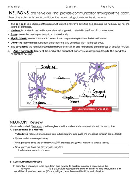 Anatomy Of A Neuron Worksheet