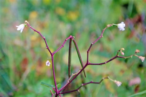 Wanderin' Weeta (With Waterfowl and Weeds): Tiny flowers, fat seed pods