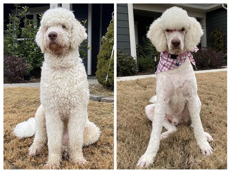 Before And After Lucass Grooming Rgoldendoodles