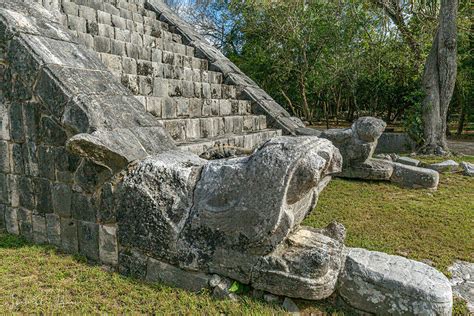 25 Species Of Animals In Cancun Discover Mexico Wildlife