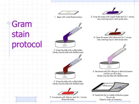 Gram Staining Procedure