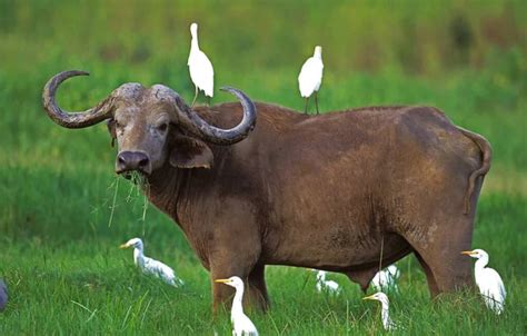 Cattle Egret Stock Photos Royalty Free Cattle Egret Images Depositphotos