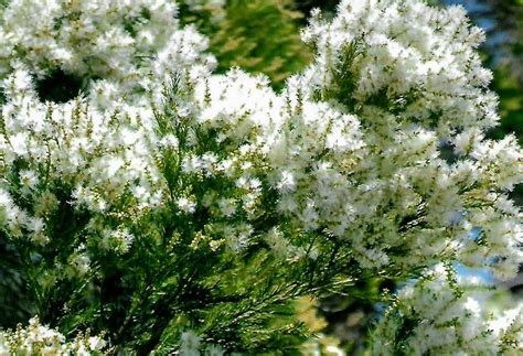 Melaleuca Alternifolia Snow In Summer Tea Tree AN Abceeds