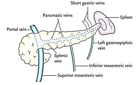 Easy Notes On 【spleen】learn In Just 4 Minutes