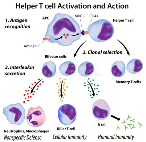 Function of T helper cells stock vector. Illustration of bacteria ...