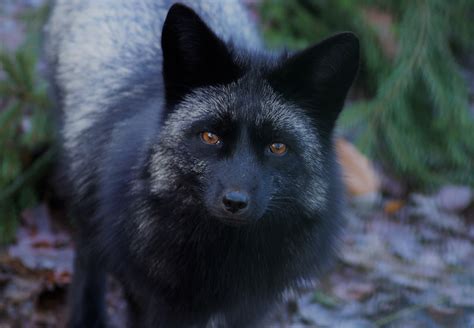 Silver Fox Animal