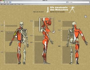 Anatomie Browser