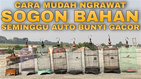 Perawatan Burung Sogon Bahan Agar Cepat Bunyi Dan Gacor Youtube