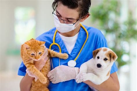 10 Benefits Of Spaying And Neutering Your Pet In Boston Ma Back Bay