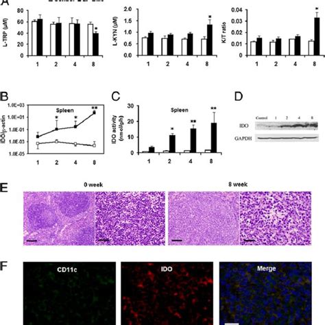 Effect Of IDO Gene Deficiency Or Inhibition Increases Type I IFN Level