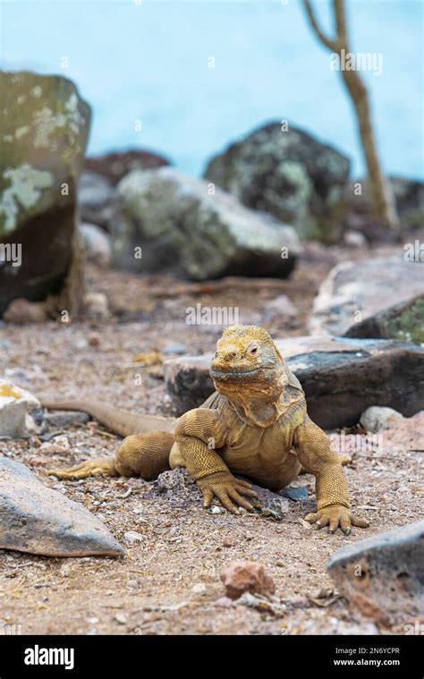 Endemic Santa Fe Land Iguana Conolophus Pallidus Portrait Santa Fe