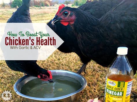 Feeding Garlic And Acv To Your Chickens