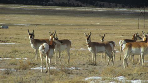 Discovering The Unique South Park Pronghorn Herd Ph 30 Wildlife