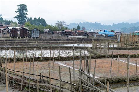 Rice Paddy And Traditional Houses In Ziro Stock Photo Download Image