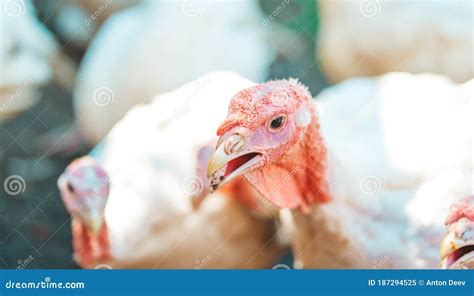 Breeding Turkeys On A Farm White Turkey Portrait Walking In Paddock