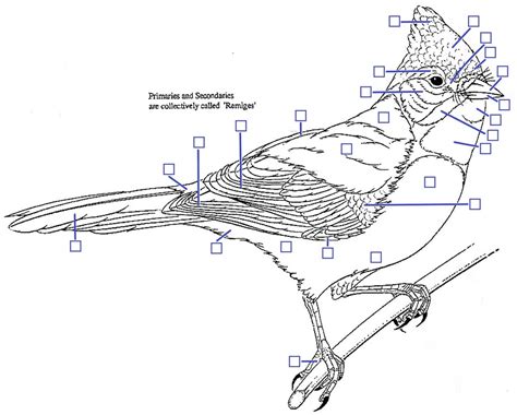 Ornithology Avian Anatomy Closed Wing Diagram Diagram Quizlet