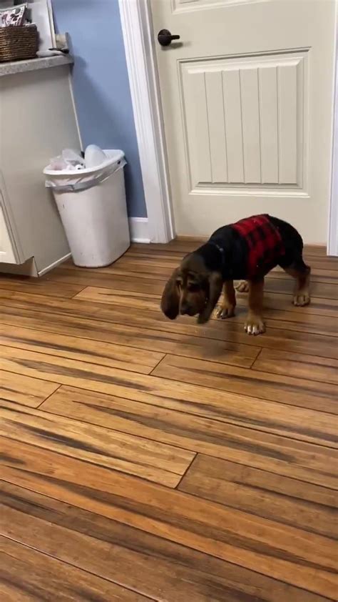 Pleasant Valley Bloodhounds Home