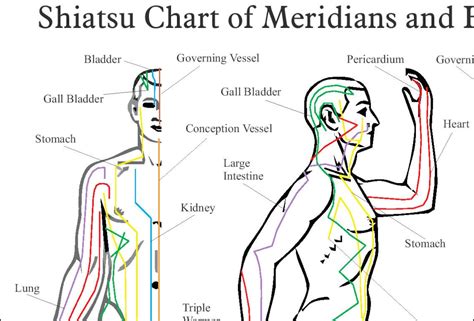 Shiatsu Chart Of Acupuncture Meridians And Hara Diagnosis Etsy