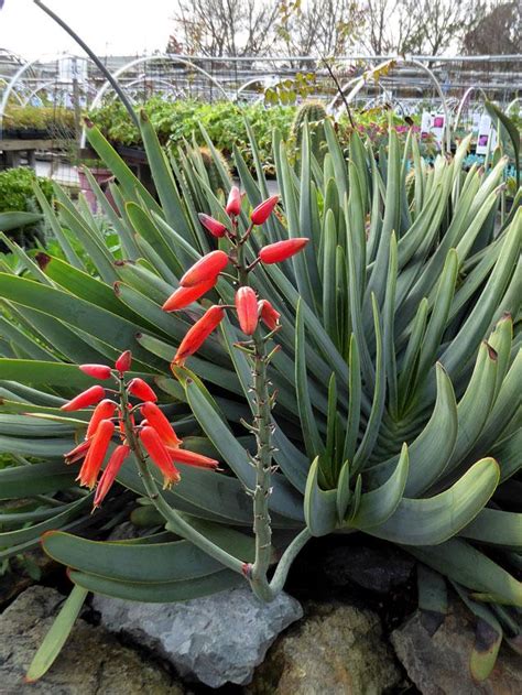 Photo Of The Entire Plant Of Fan Aloe Kumara Plicatilis Posted By Joy