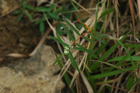 Chamaesyce Vachellii Euphorbiaceae
