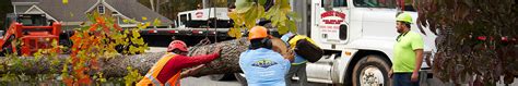 Emergency Tree Removal In Roswell Ga Emergency Tree Cutting Service