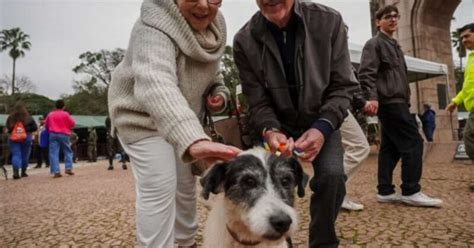 Evento de adoção em Porto Alegre garante novo lar para 88 animais