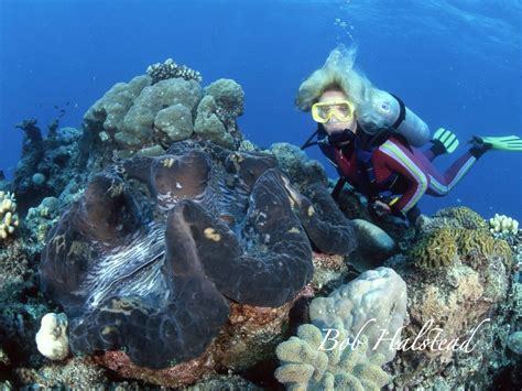 Гигантская тридакна (лат. Tridacna gigas): p_i_f — LiveJournal
