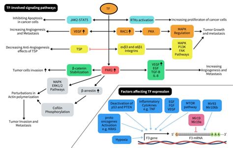 Tissue Factor TF CD142 A Potential New Horizon For Pancreatic