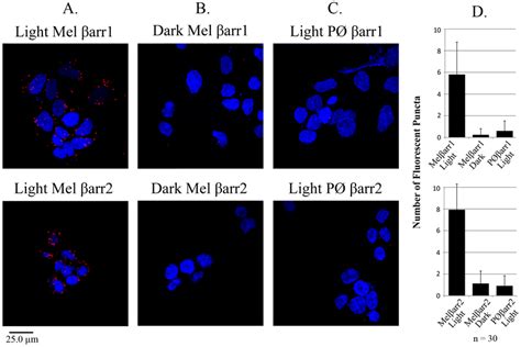 Melanopsin interacts with β arrestin 1 and β arrestin 2 in a light and