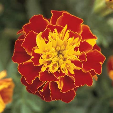 10 In Red And Orange French Marigold Plant 12 Pack 53363 The Home Depot