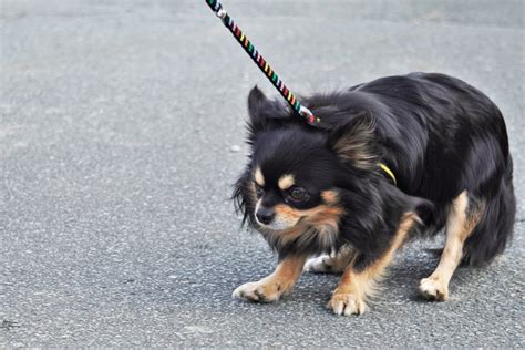 愛犬が犬服を嫌がる理由と着せるべきメリットをご紹介｜webマガジン 愛犬デザインのオーダーメイド Iphoneケースならドッグキット