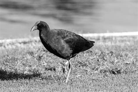Fujifilm GF 500mm f/5.6 Review - Super Duper Telephoto