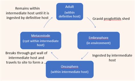 Platyhelminthes Cestodes Tapeworms Flashcards Quizlet