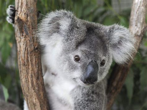 Australia Declara A Los Koalas Especie En Peligro De Extinci N Nci